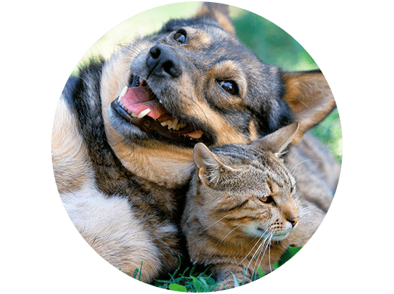 Pet Friendly Apartments in Phoenix | Ventana Palms Apartments Pet Friendly Apartments in Phoenix | Ventana Palms Apartments
